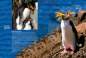 Preview: Entdecke die Pinguine